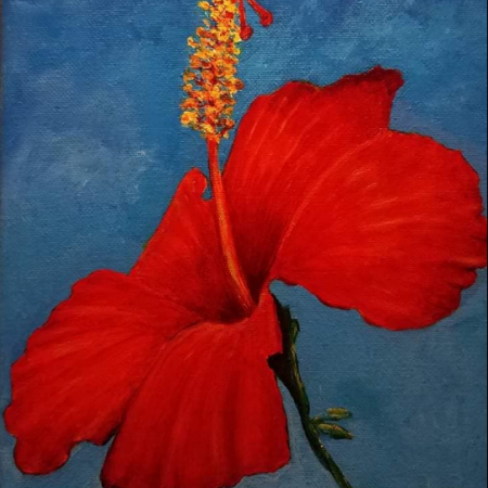 Velvety Red Hibiscus